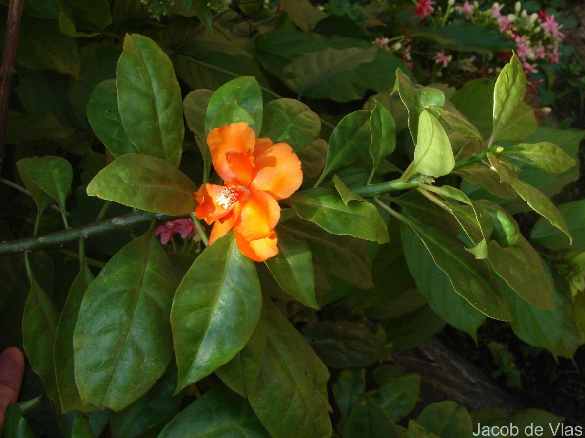 Leuenbergeria bleo (Kunth) Lodé
